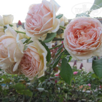 фото из отзыва ID 1407629