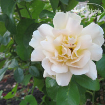 фото из отзыва ID 1407629