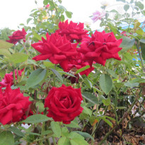 фото из отзыва ID 1407629