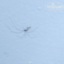 фото из отзыва ID 1408547