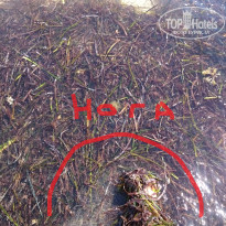 фото из отзыва ID 1408709