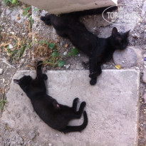 фото из отзыва ID 1409141