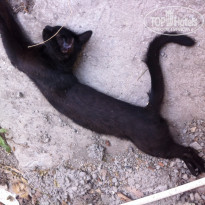 фото из отзыва ID 1409141