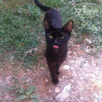 фото из отзыва ID 1409141