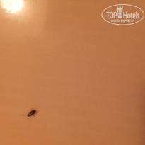 фото из отзыва ID 1409280