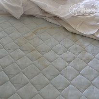 фото из отзыва ID 1409475