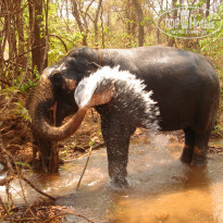 фото из отзыва ID 1410490