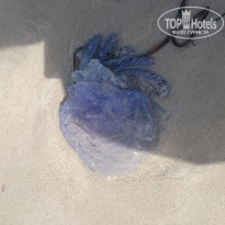 фото из отзыва ID 1411130