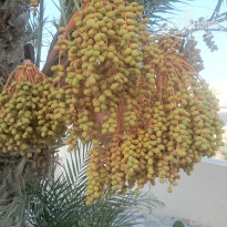 фото из отзыва ID 1411130