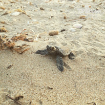 фото из отзыва ID 1412377