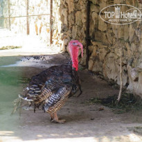 фото из отзыва ID 1413395