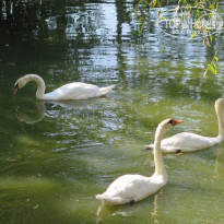 фото из отзыва ID 1413395