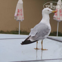 фото из отзыва ID 1413395