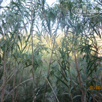 фото из отзыва ID 1414696