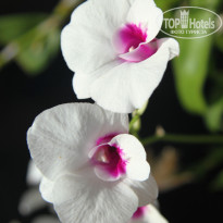 фото из отзыва ID 1415256