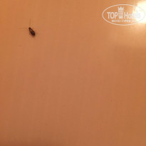 фото из отзыва ID 1415942