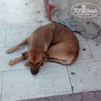 фото из отзыва ID 1416369