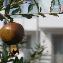 фото из отзыва ID 1416579