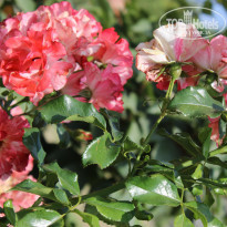 фото из отзыва ID 1417538