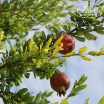 фото из отзыва ID 1417538