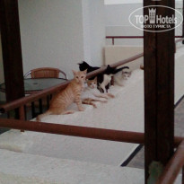 фото из отзыва ID 1418316