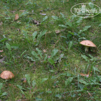 фото из отзыва ID 1418768