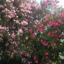 фото из отзыва ID 1418795