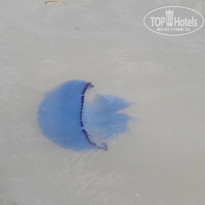 фото из отзыва ID 1419053