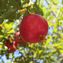 фото из отзыва ID 1419524