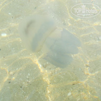 фото из отзыва ID 1419550