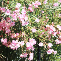 фото из отзыва ID 1419921