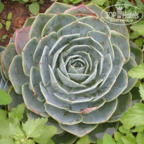 фото из отзыва ID 1420112