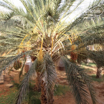 фото из отзыва ID 1420416