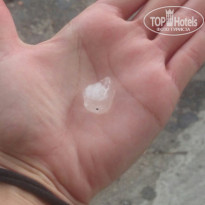 фото из отзыва ID 1423282