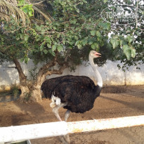 фото из отзыва ID 1423555