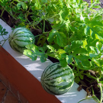 фото из отзыва ID 1423781