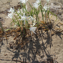 фото из отзыва ID 1423865