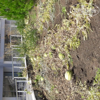 фото из отзыва ID 1424070