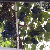 фото из отзыва ID 1424070