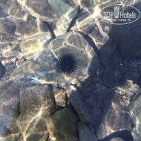 фото из отзыва ID 1424139