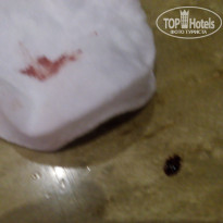 фото из отзыва ID 1426383