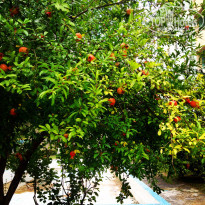 фото из отзыва ID 1426646