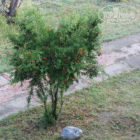 фото из отзыва ID 1427219