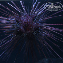 фото из отзыва ID 1427612