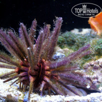 фото из отзыва ID 1427612