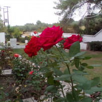 фото из отзыва ID 1427699