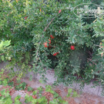 фото из отзыва ID 1427918