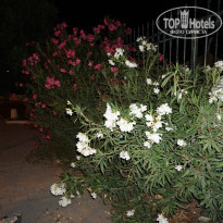 фото из отзыва ID 1428827