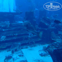 фото из отзыва ID 1429409