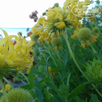 фото из отзыва ID 1428576